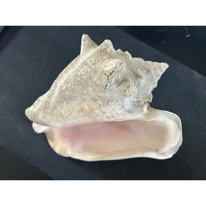 Natural Pink Queen Conch Shell Large Nautical Beach House Coastal Decor Specimen